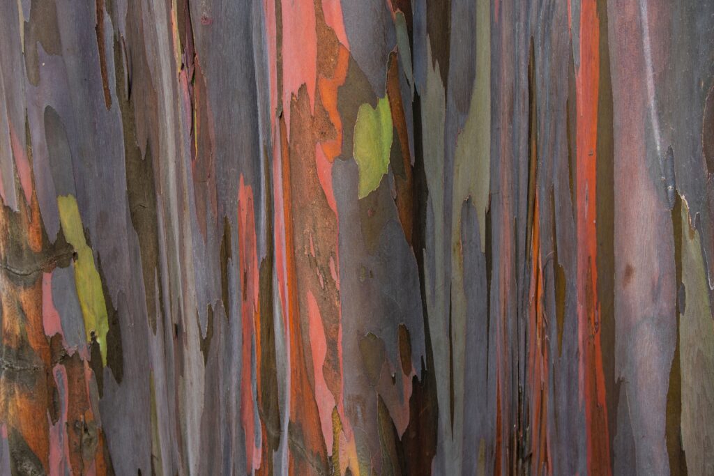 Eucalyptus Bark